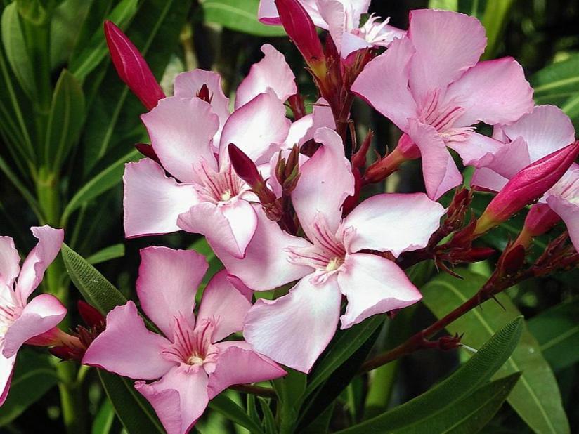 Oleander Hof Aparthotel Hochstadt  Buitenkant foto